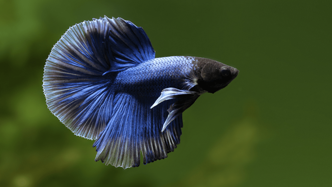 Foto Ikan Cupang Betta Fish Wallpapers Hd - Siamese Fighter Fish Female - HD Wallpaper 