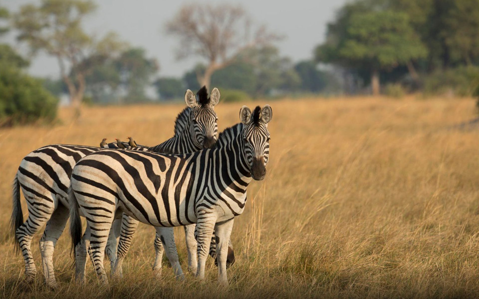 Zebra - HD Wallpaper 