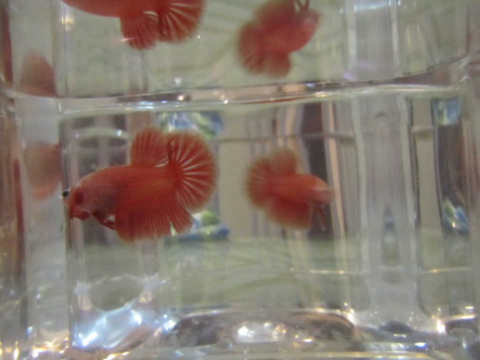 User Posted Image - Aquarium - HD Wallpaper 