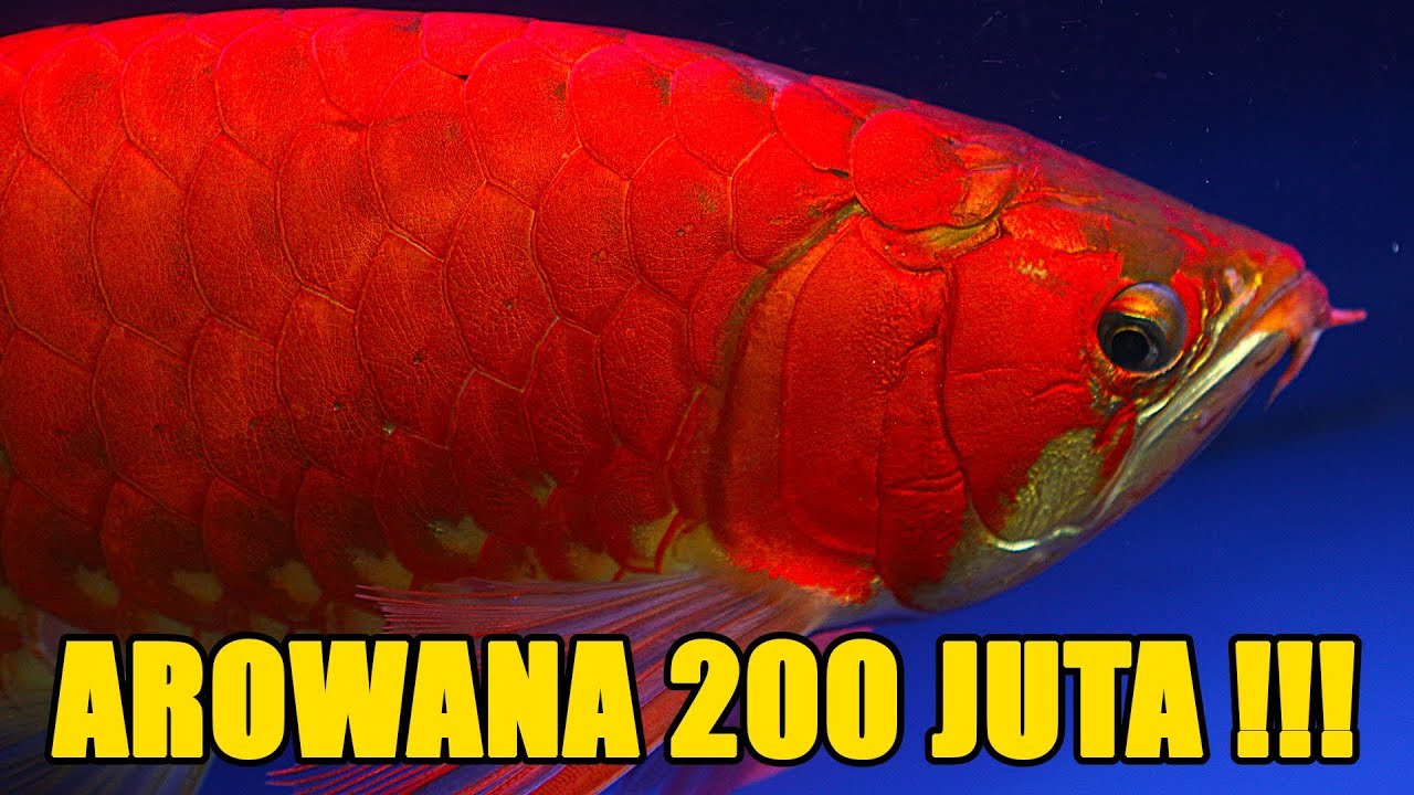 Cutthroat Trout - HD Wallpaper 