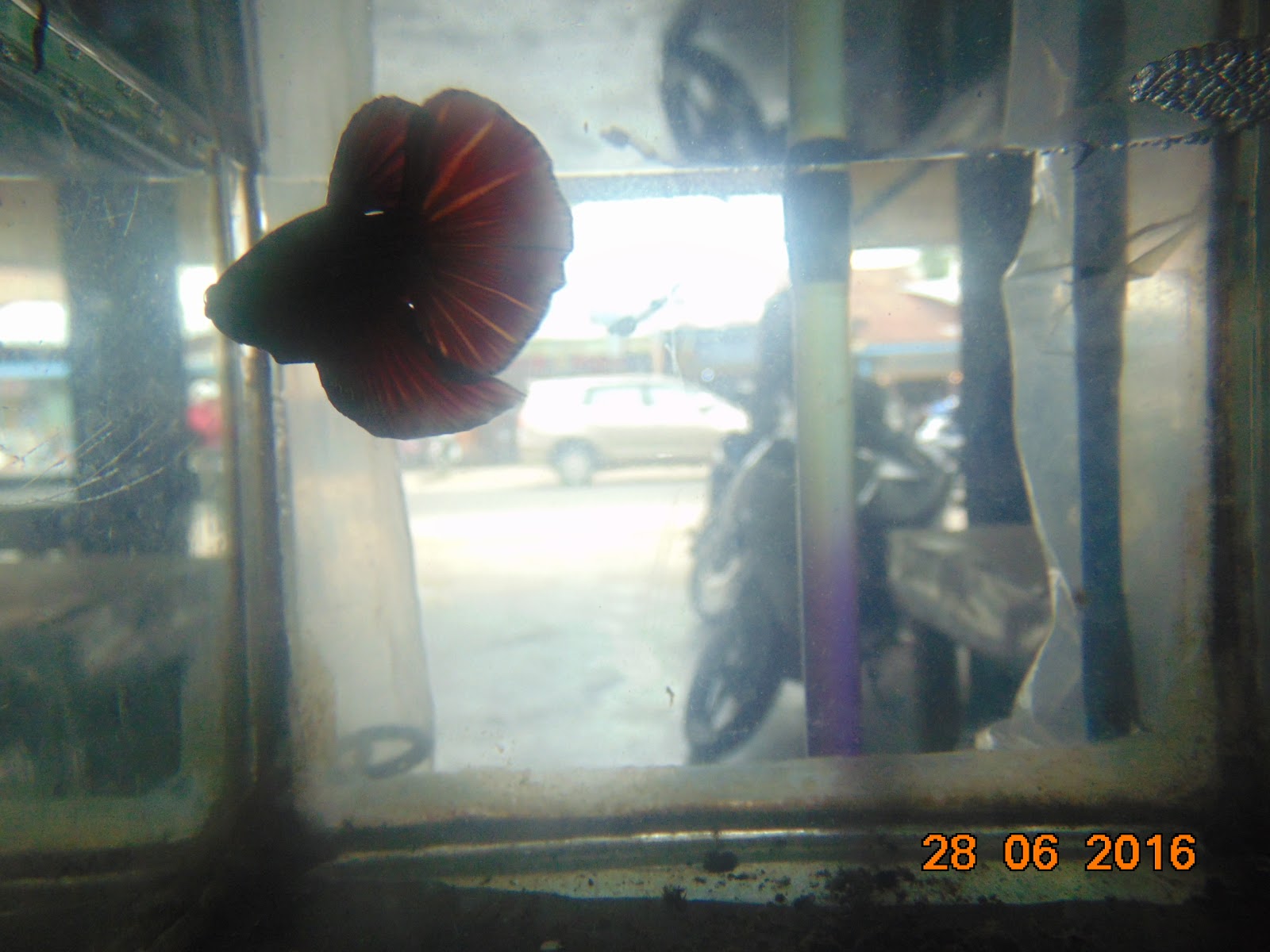 Window - HD Wallpaper 