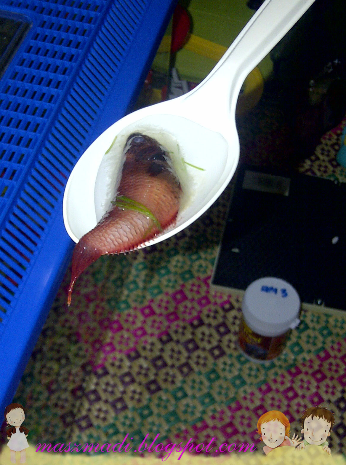 Get Free Hd Wallpaper - Anak Ikan Laga Mati - HD Wallpaper 