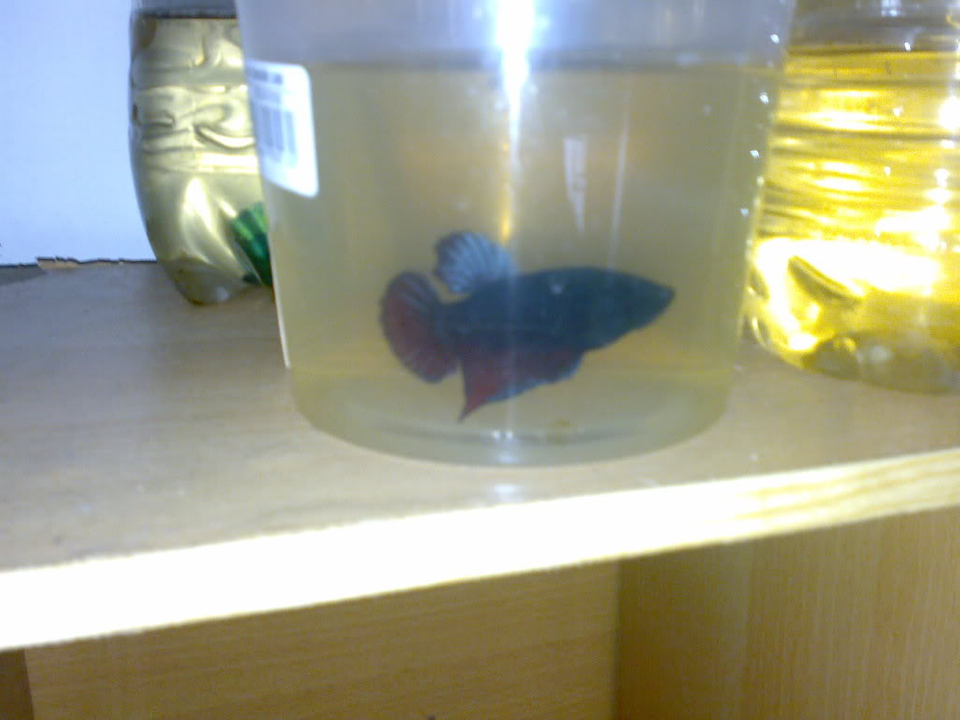 Aquarium - HD Wallpaper 