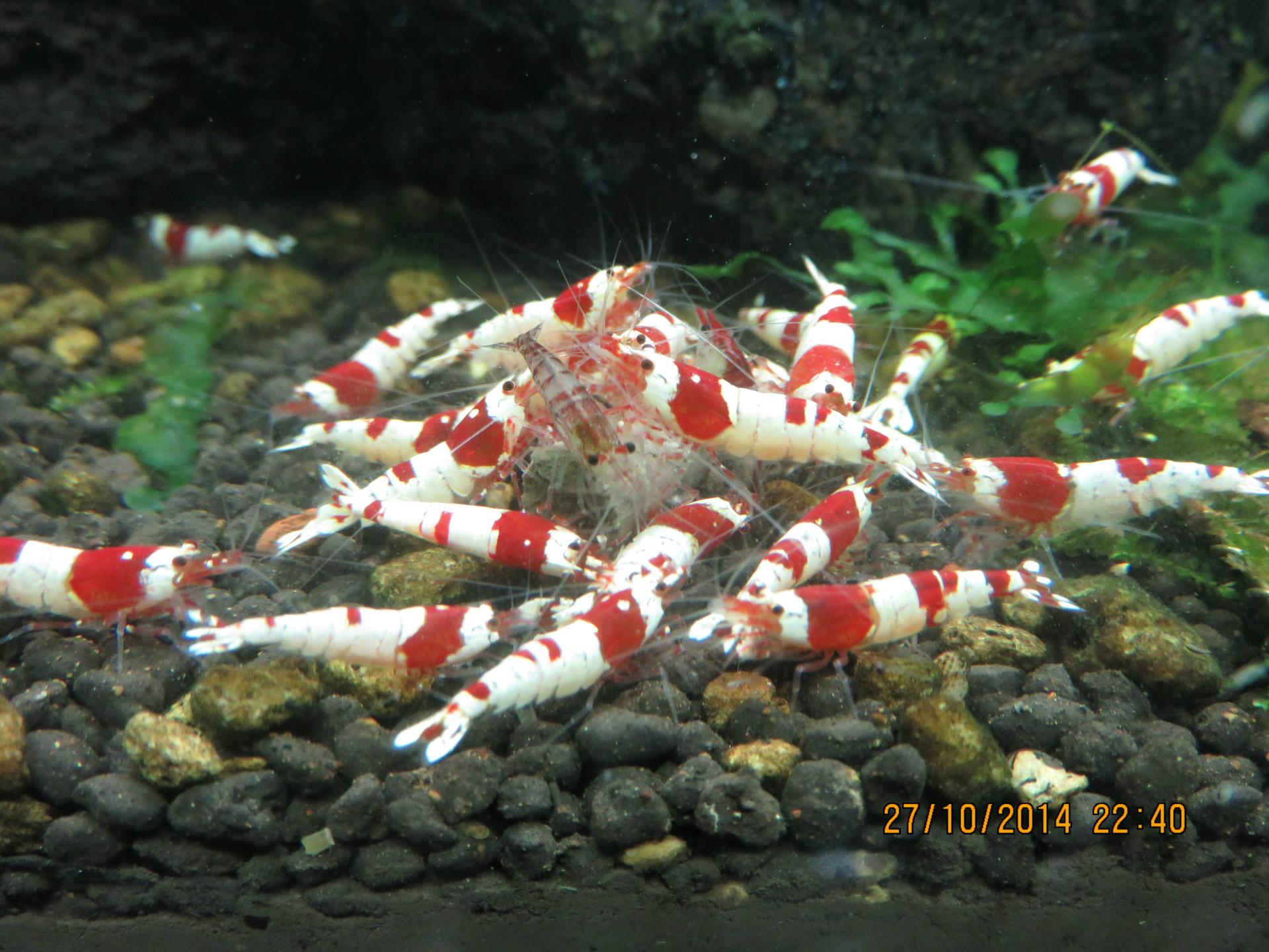Aquarium Fish Feed - HD Wallpaper 