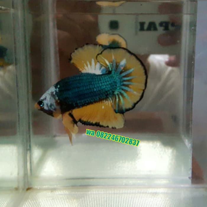 Invertebrate - HD Wallpaper 