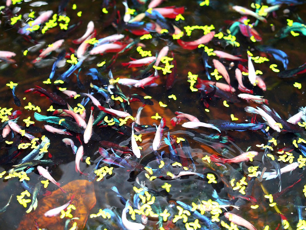 Orange - HD Wallpaper 