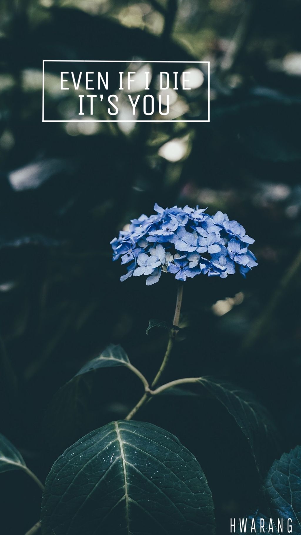 Love And Career Quotes - HD Wallpaper 