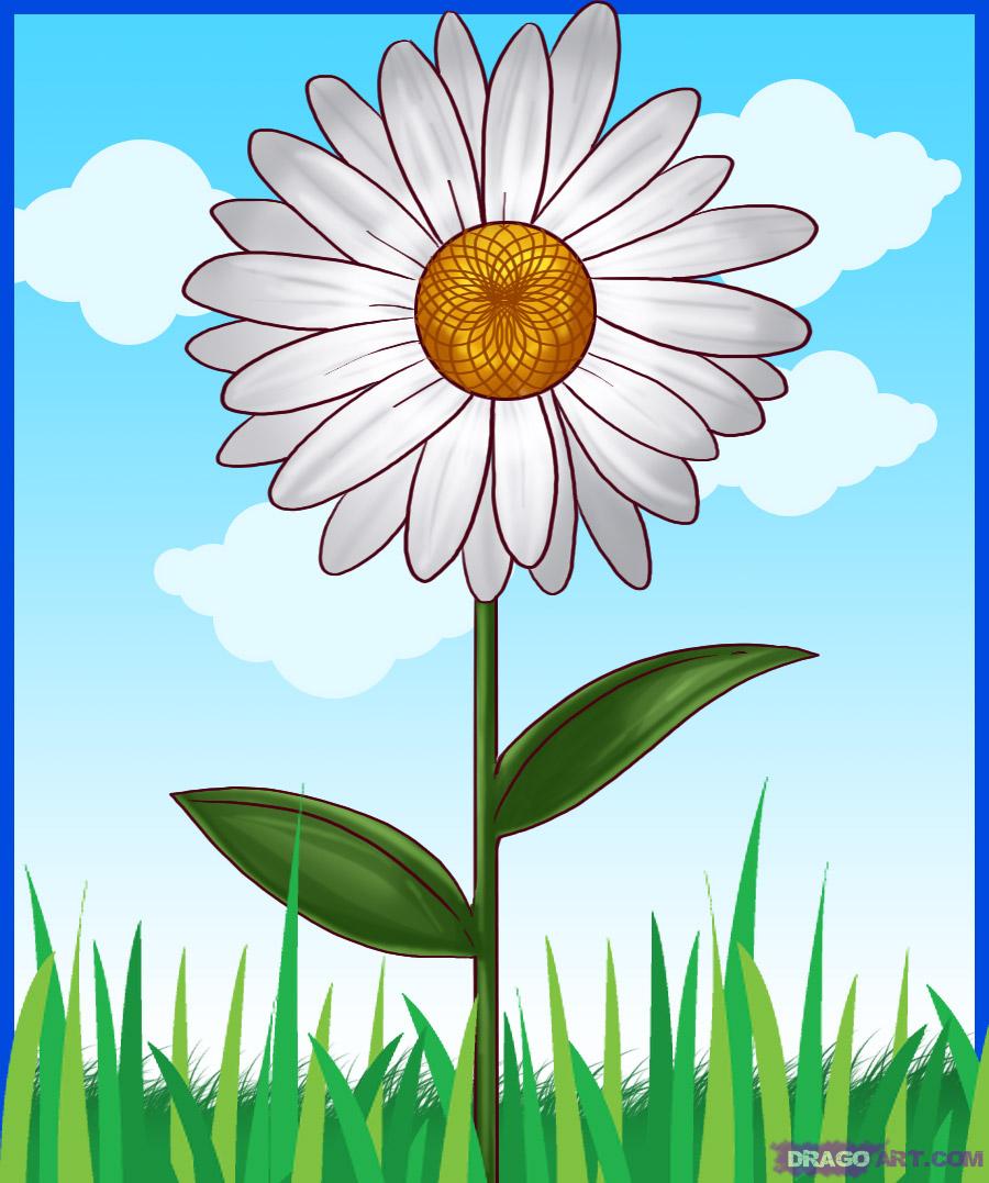 Common Daisy Flowers Drawing - HD Wallpaper 