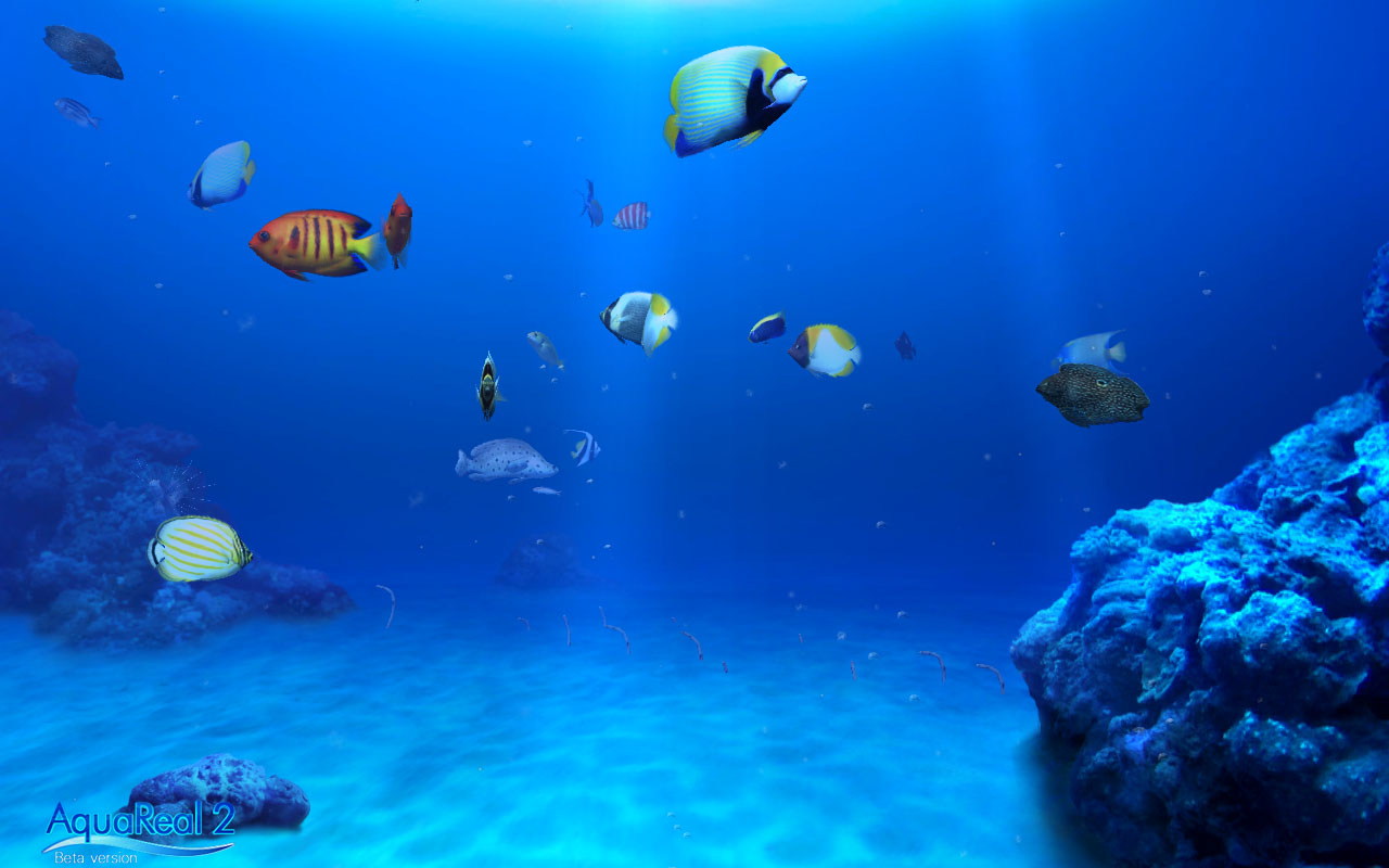 Digifish Aqua Real - HD Wallpaper 