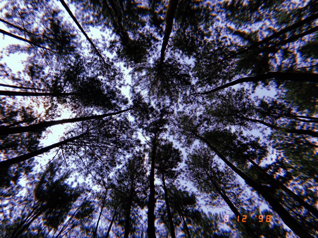 Shortleaf Black Spruce - HD Wallpaper 