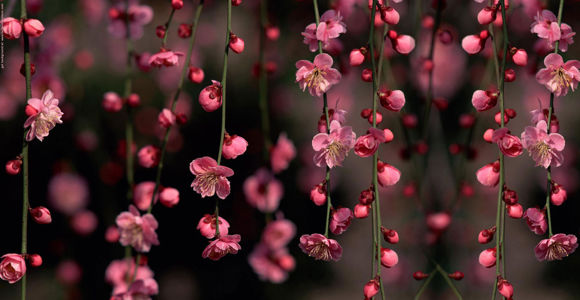 Fondos Para Twitter Flores - HD Wallpaper 