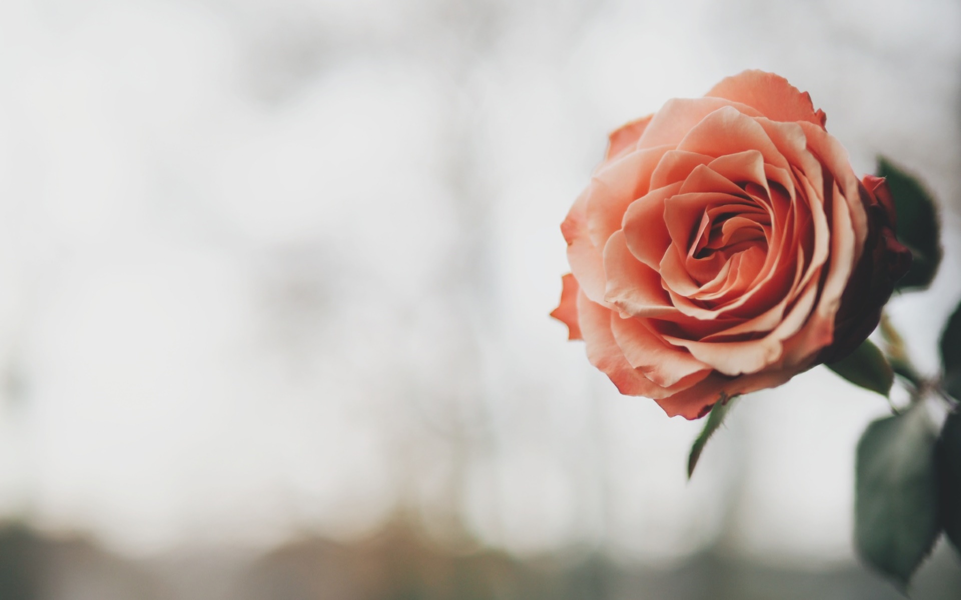 Rosa Flor - HD Wallpaper 