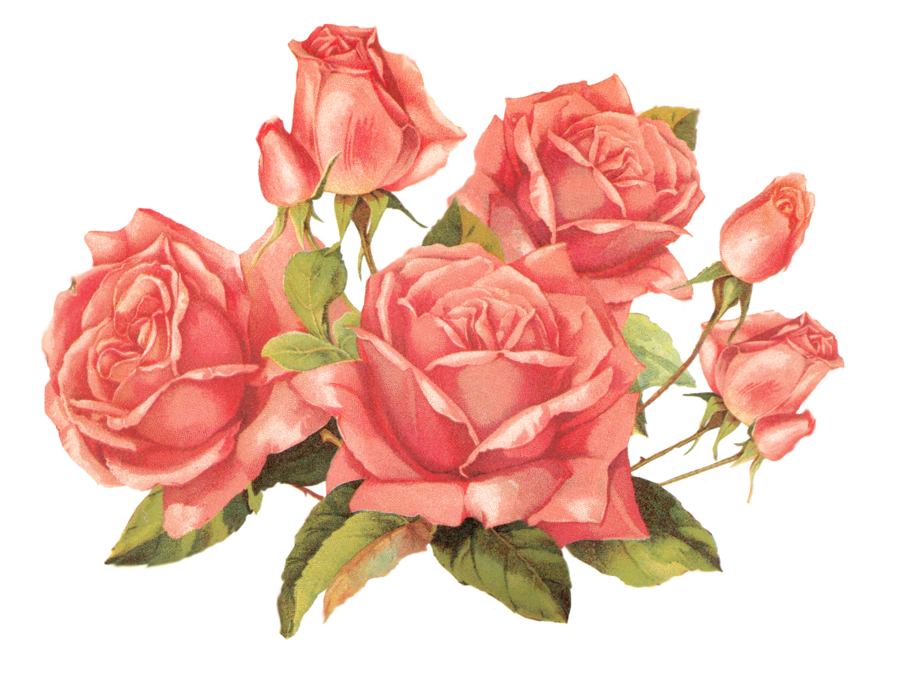Roses Tumblr Png - HD Wallpaper 
