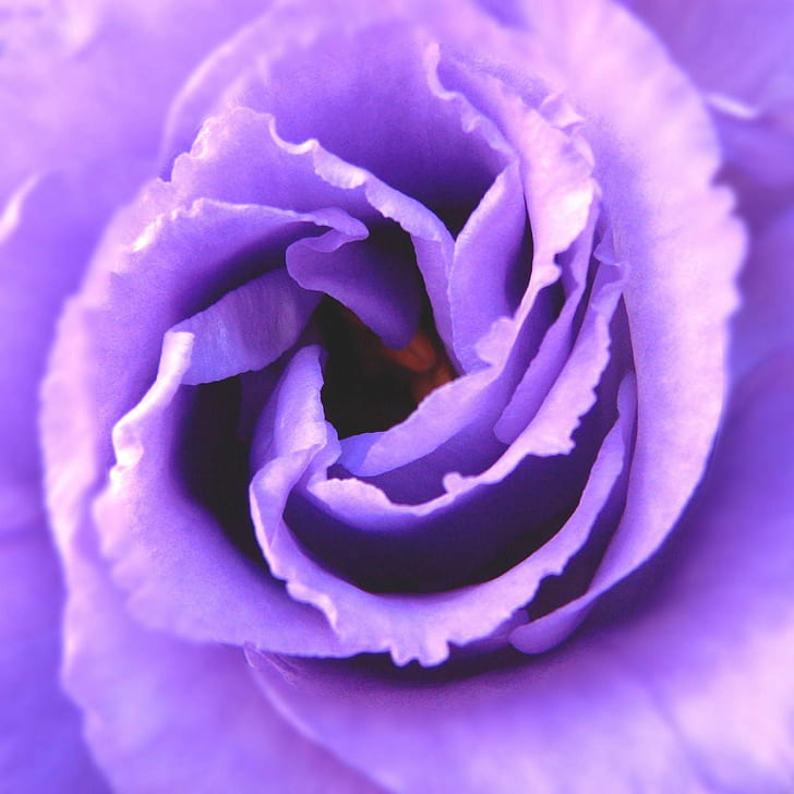 Close-up Photo Of Purple Flower, Flor, Nature, Canon, - Floribunda - HD Wallpaper 