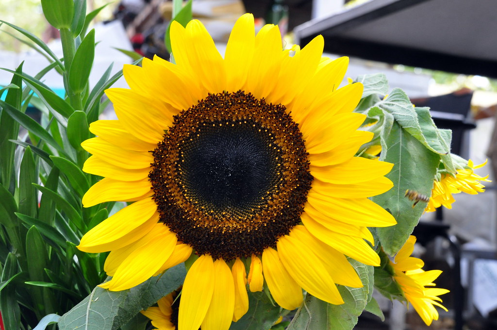 Sunflower - HD Wallpaper 