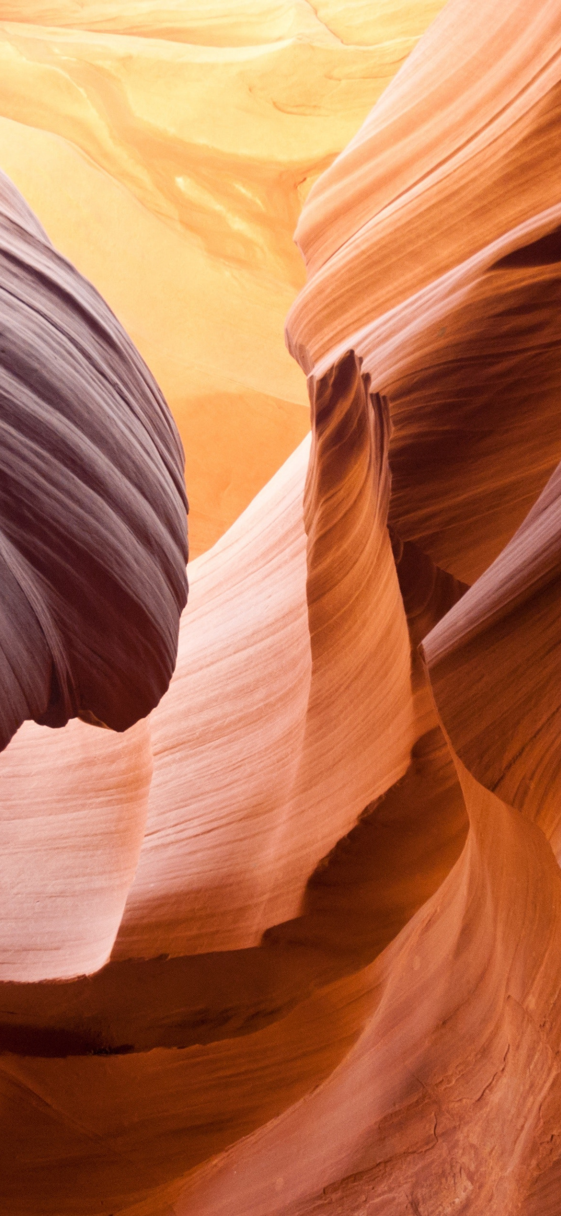 Monochrome Animal Wall Decorprintable - HD Wallpaper 