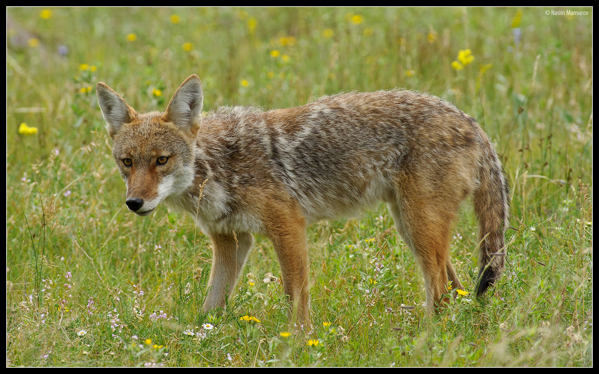 Coyote, Wallpaper, Wildlife, Naturearts, Images, Wallpapers, - Nikkor 300mm F2 8 Vrii - HD Wallpaper 