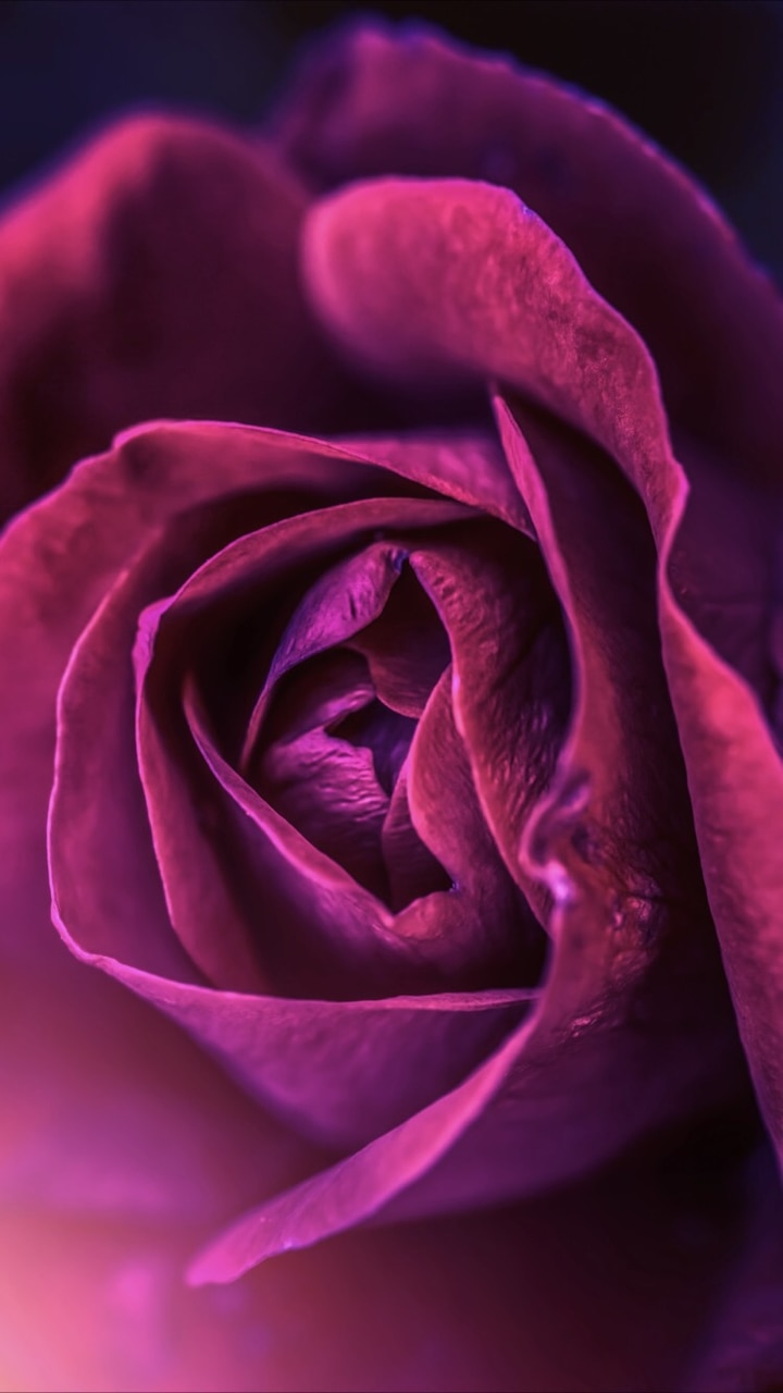 Background, Flower, And Lock Screen Image - Lock Screen Rose - HD Wallpaper 