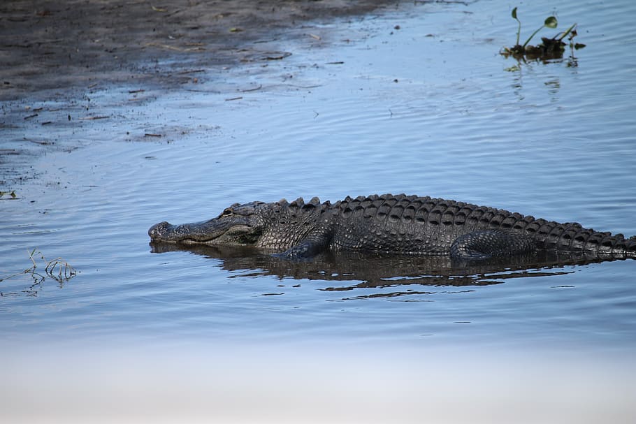Florida, Gator, Alli, Alligator, Reptile, Wildlife, - Gator Alli - HD Wallpaper 