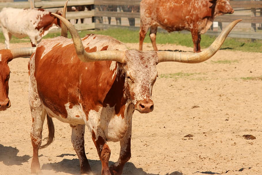 Longhorn, Cattle, Steer, Texas, Agriculture, Bull, - HD Wallpaper 