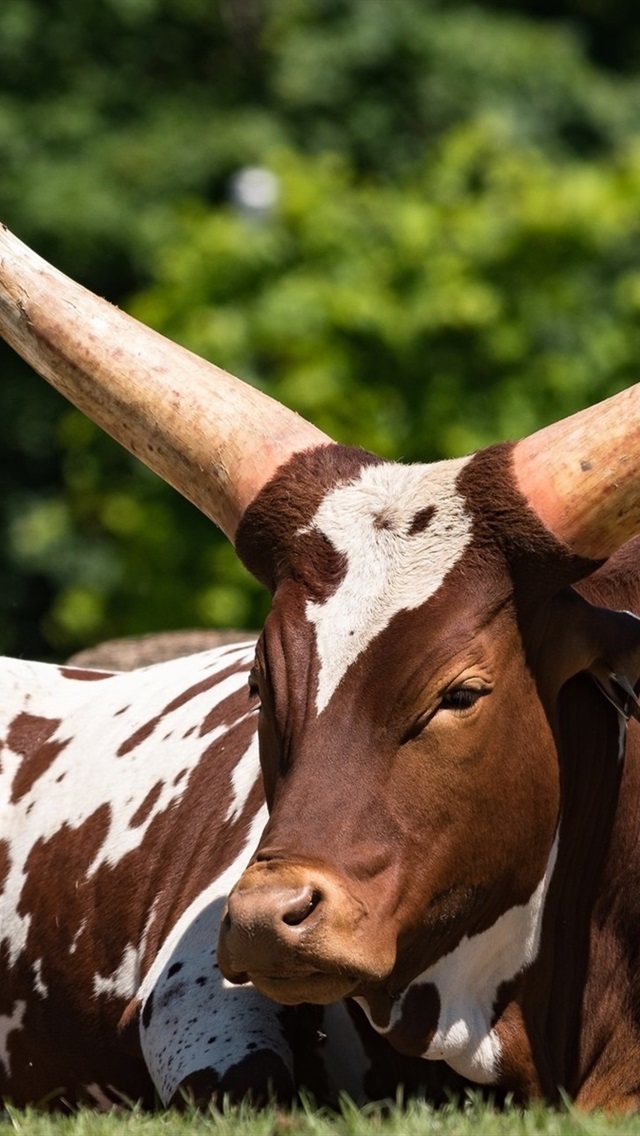 Iphone Wallpaper Cow, Horns - De Vaca Com Chifres - 640x1136 Wallpaper -  