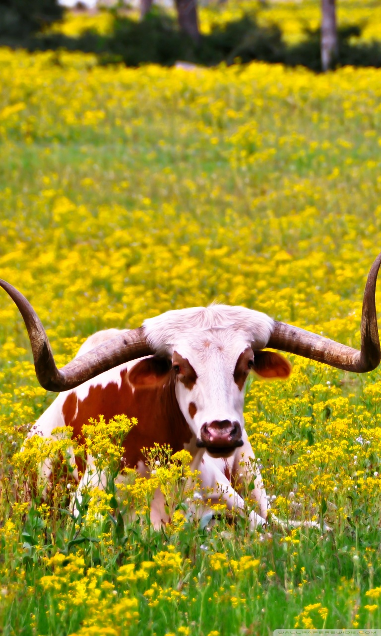 Tablet Computer - HD Wallpaper 