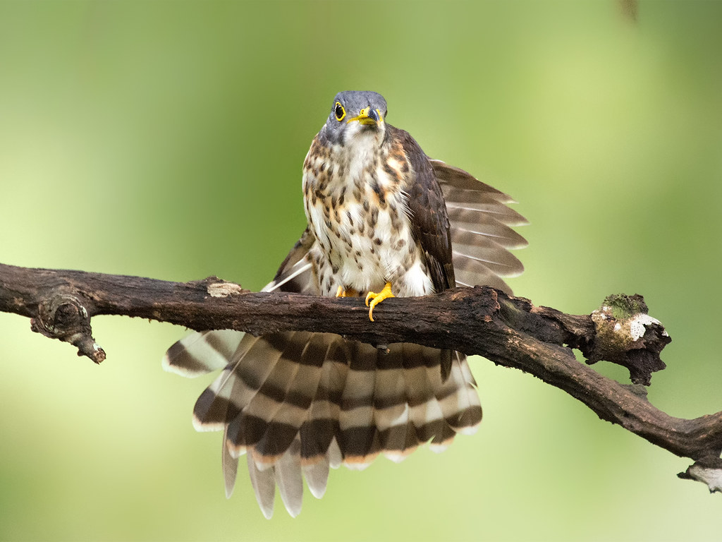 Sharp Shinned Hawk - HD Wallpaper 