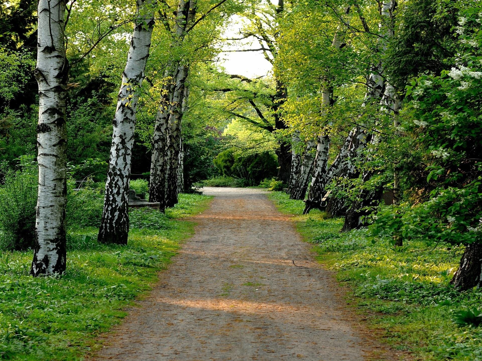 Beautiful Scenery Wallpaper Desktop Wallpaper - Dirt Road And Trees - HD Wallpaper 