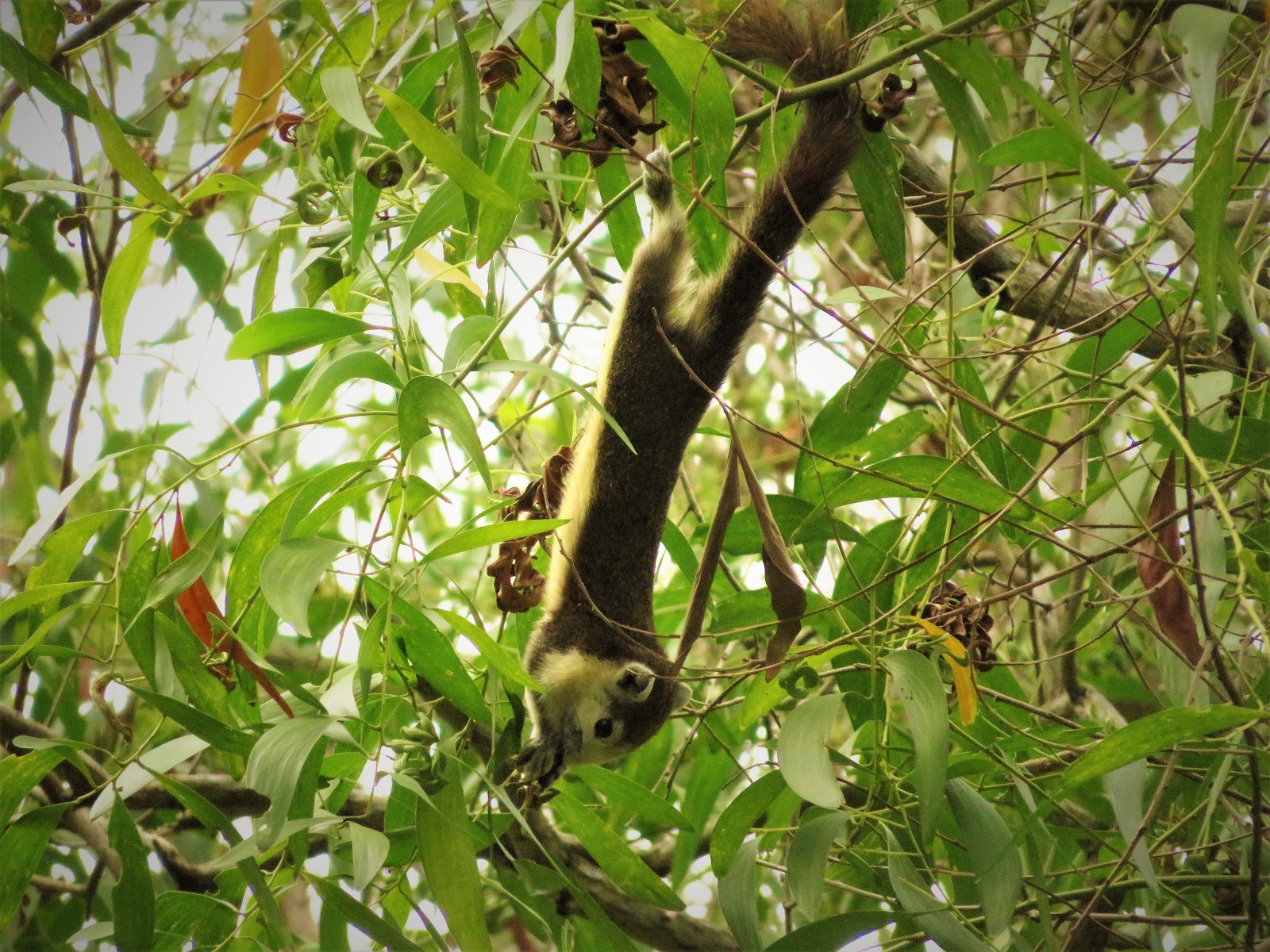 Spider Monkey - HD Wallpaper 