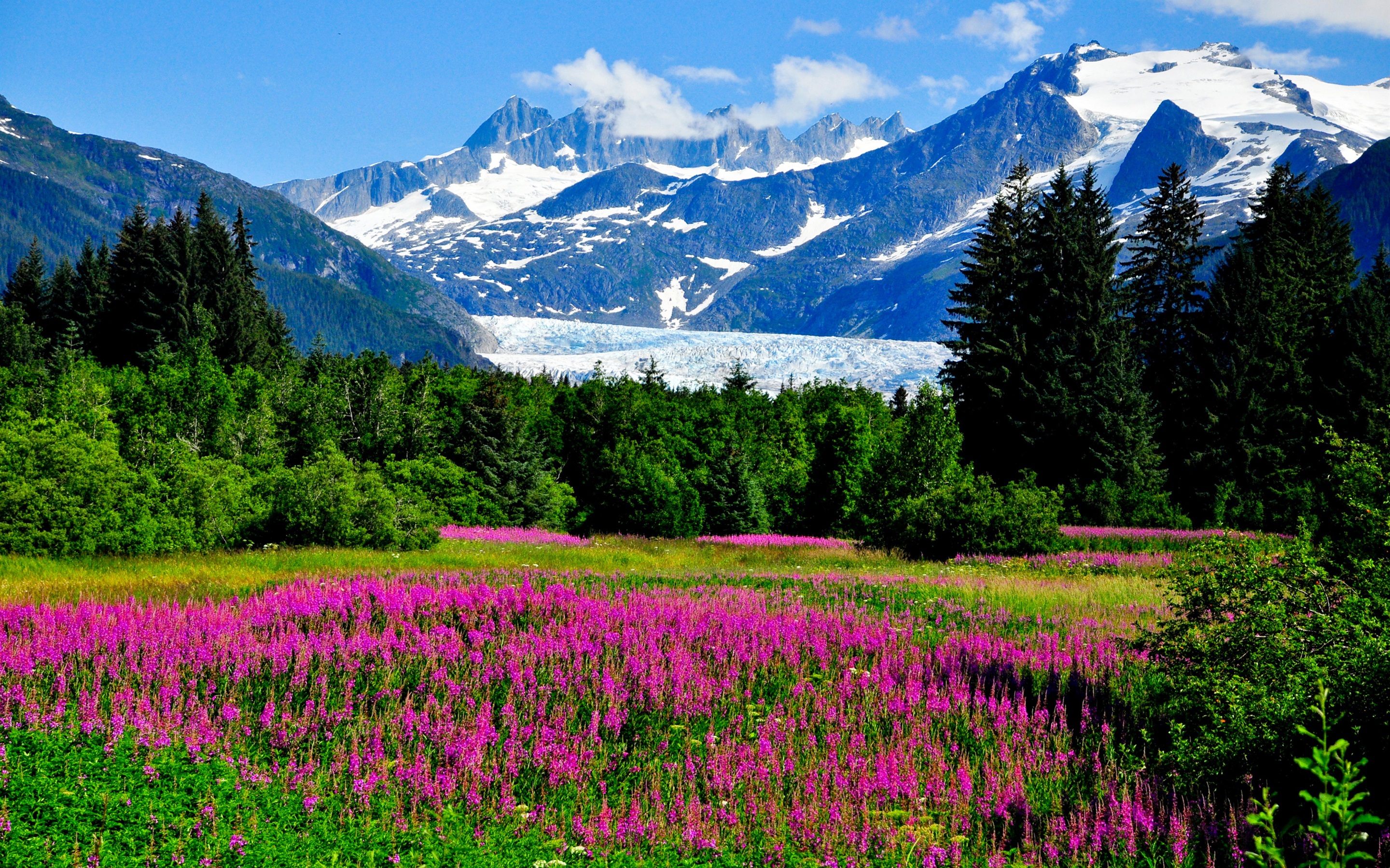 Wallpaper Alaska, Flowers, Mountains, Glacier, Grass, - Juneau Alaska - HD Wallpaper 
