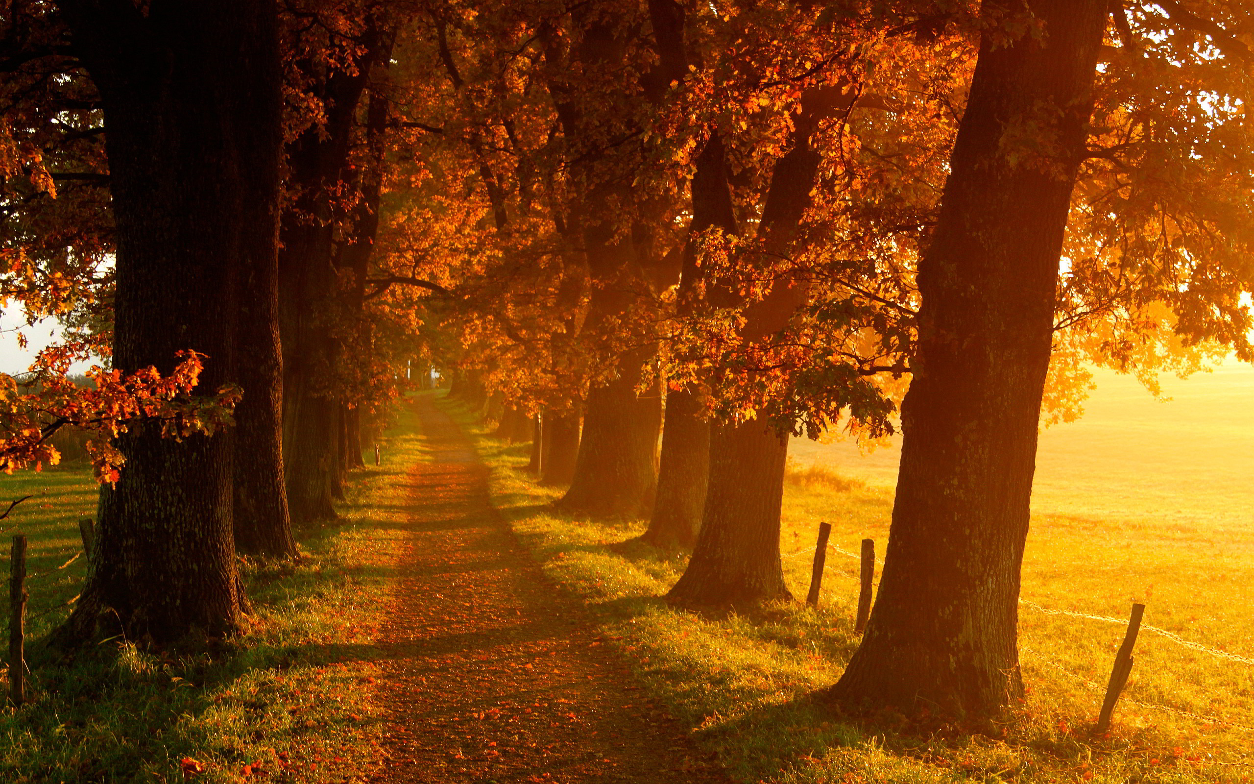 Beautiful Fall Pictures For Desktop - 2560x1600 Wallpaper 