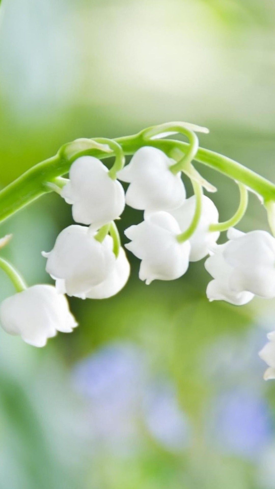 Lily Of The Valley Flower Quotes - HD Wallpaper 