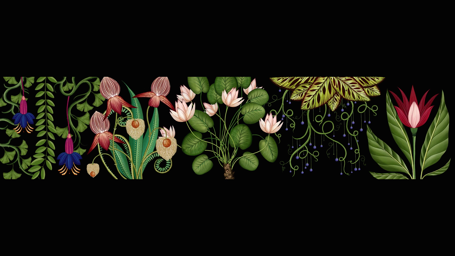 Stills From Publicis Botanical, An Animated Botanical - Wallpaper - HD Wallpaper 