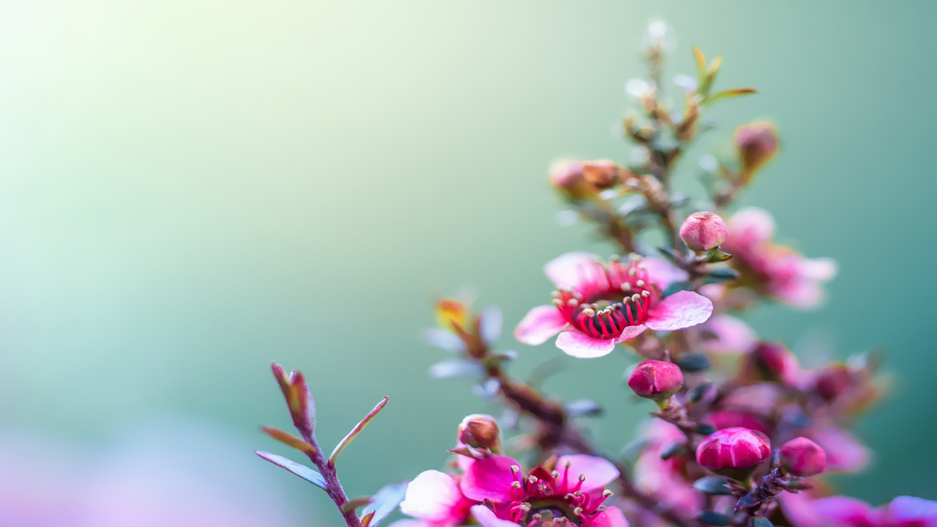 Full Hd Wallpaper Flores 1920x1080 Wallpaper Teahub Io