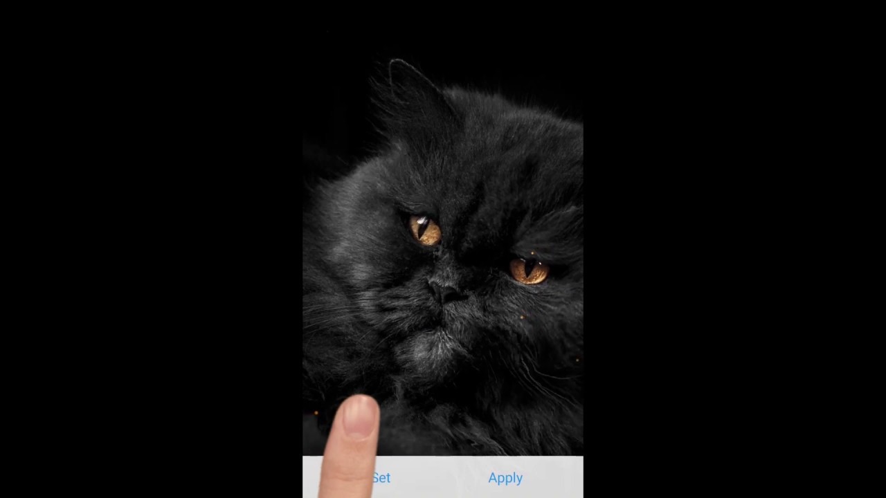 Domestic Long-haired Cat - HD Wallpaper 