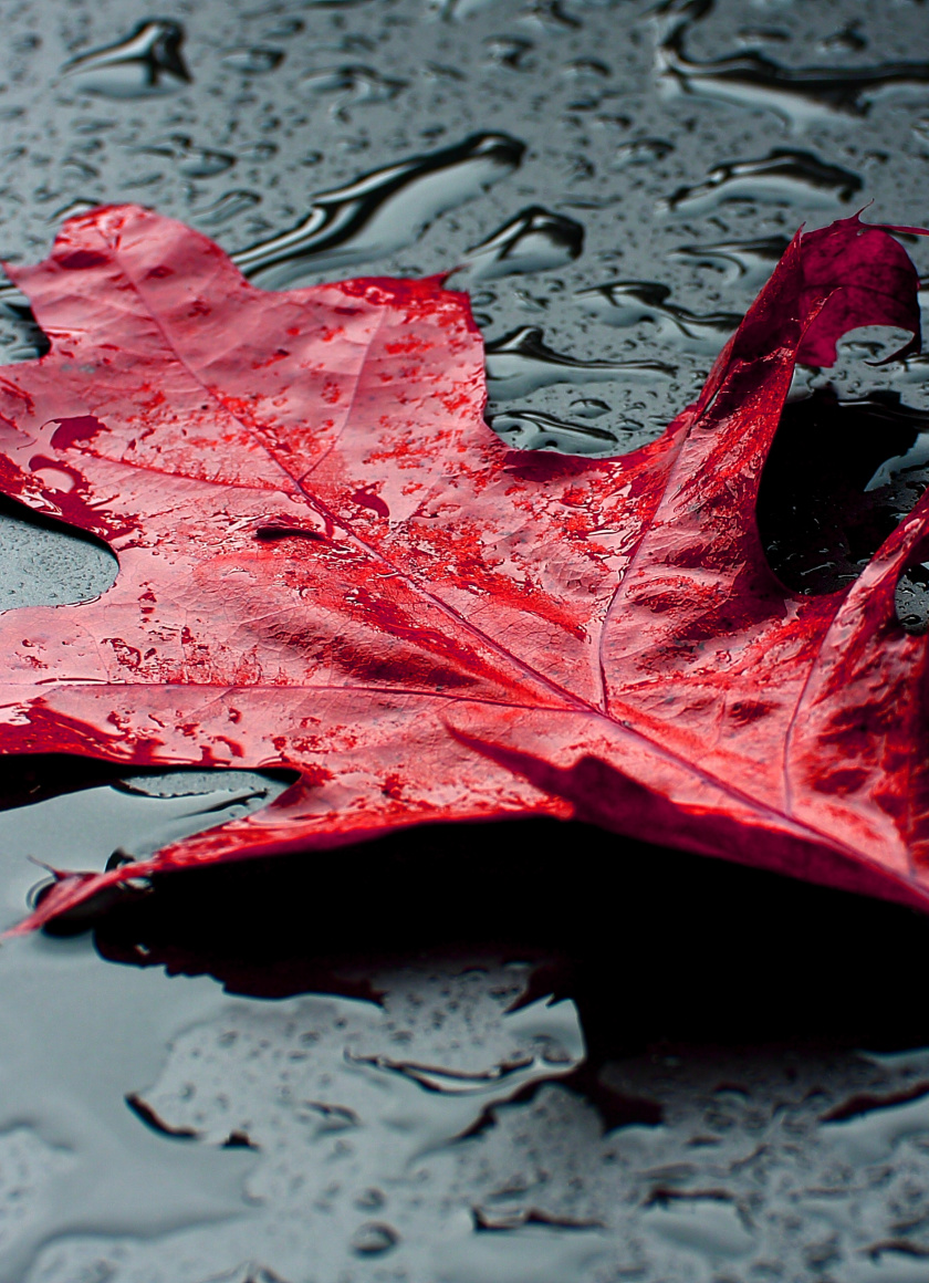Nature Red - HD Wallpaper 