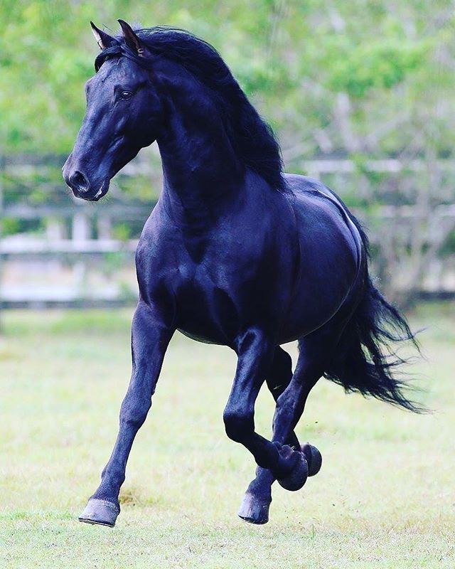 Beautiful Black Horse - HD Wallpaper 