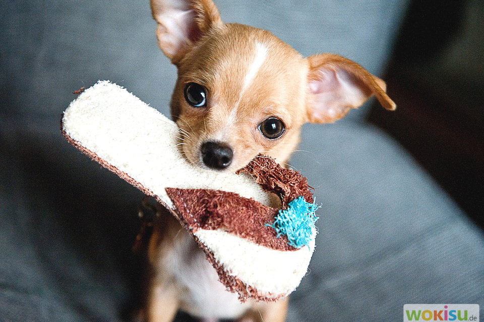 Types Of Chihuahua - HD Wallpaper 