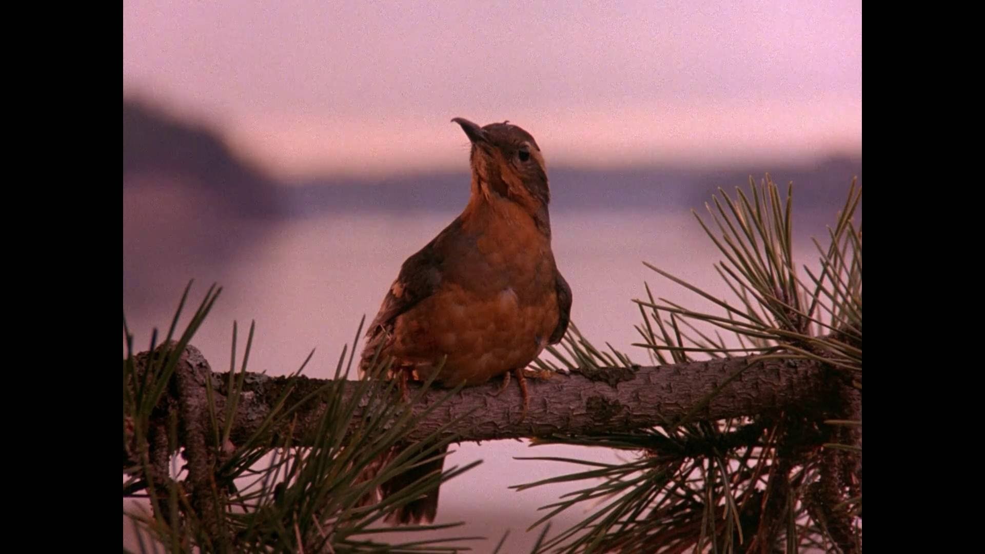 Twin Peaks Intro Remastered - Twin Peaks Bird - HD Wallpaper 