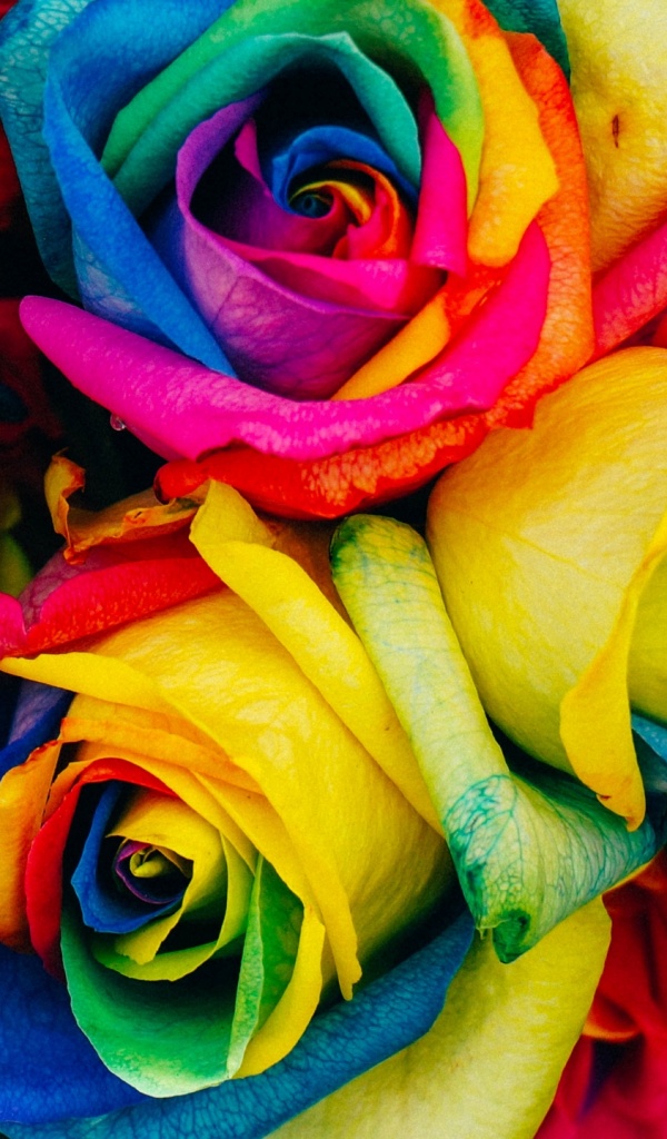 Colorful Rainbow Roses - HD Wallpaper 
