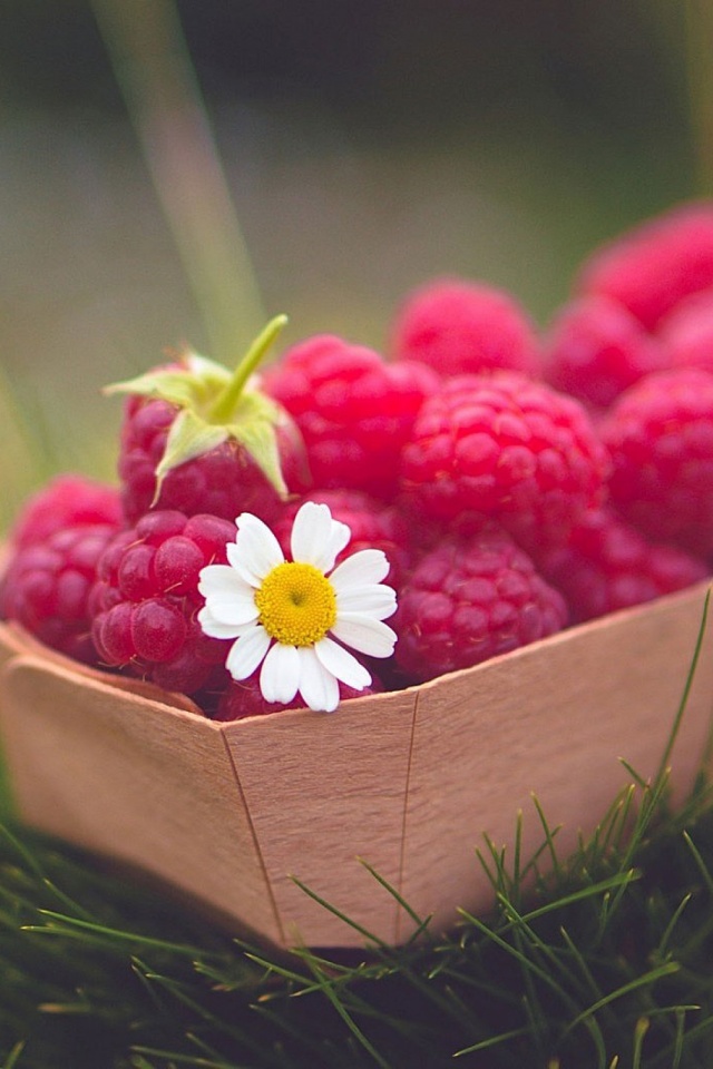 Good Night Raspberry - HD Wallpaper 