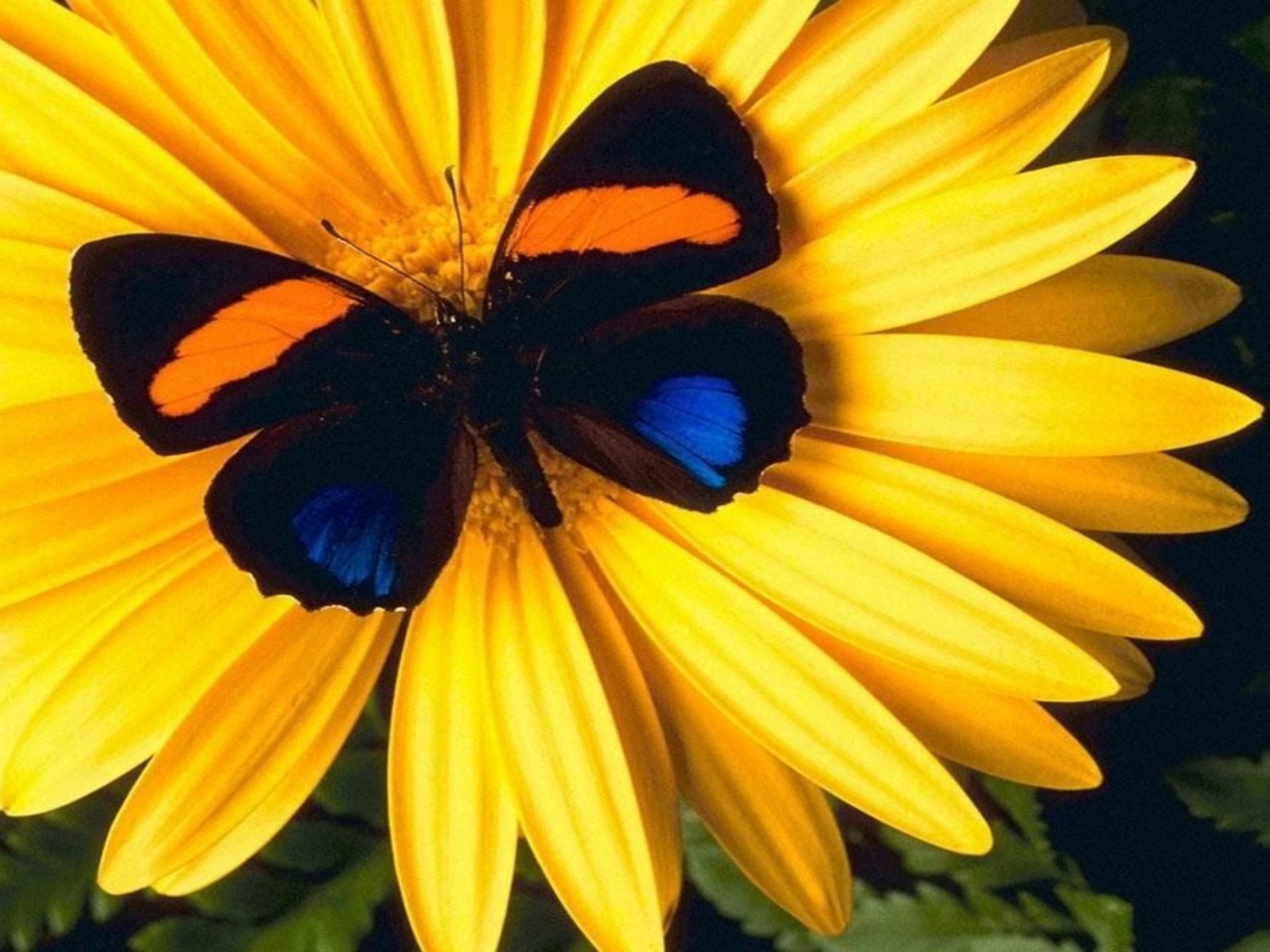 Butterfly On Flower Hd - HD Wallpaper 
