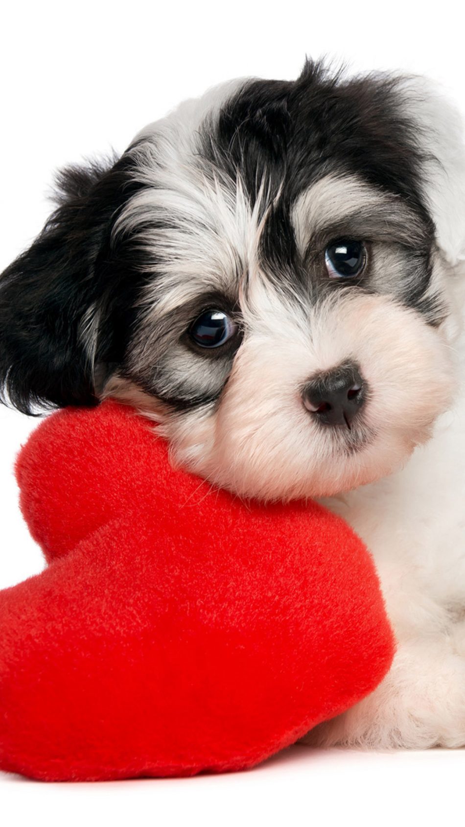 Sad Puppy With Heart Hd Mobile Wallpaper - Veux Tu Etre Ma Valentine - HD Wallpaper 