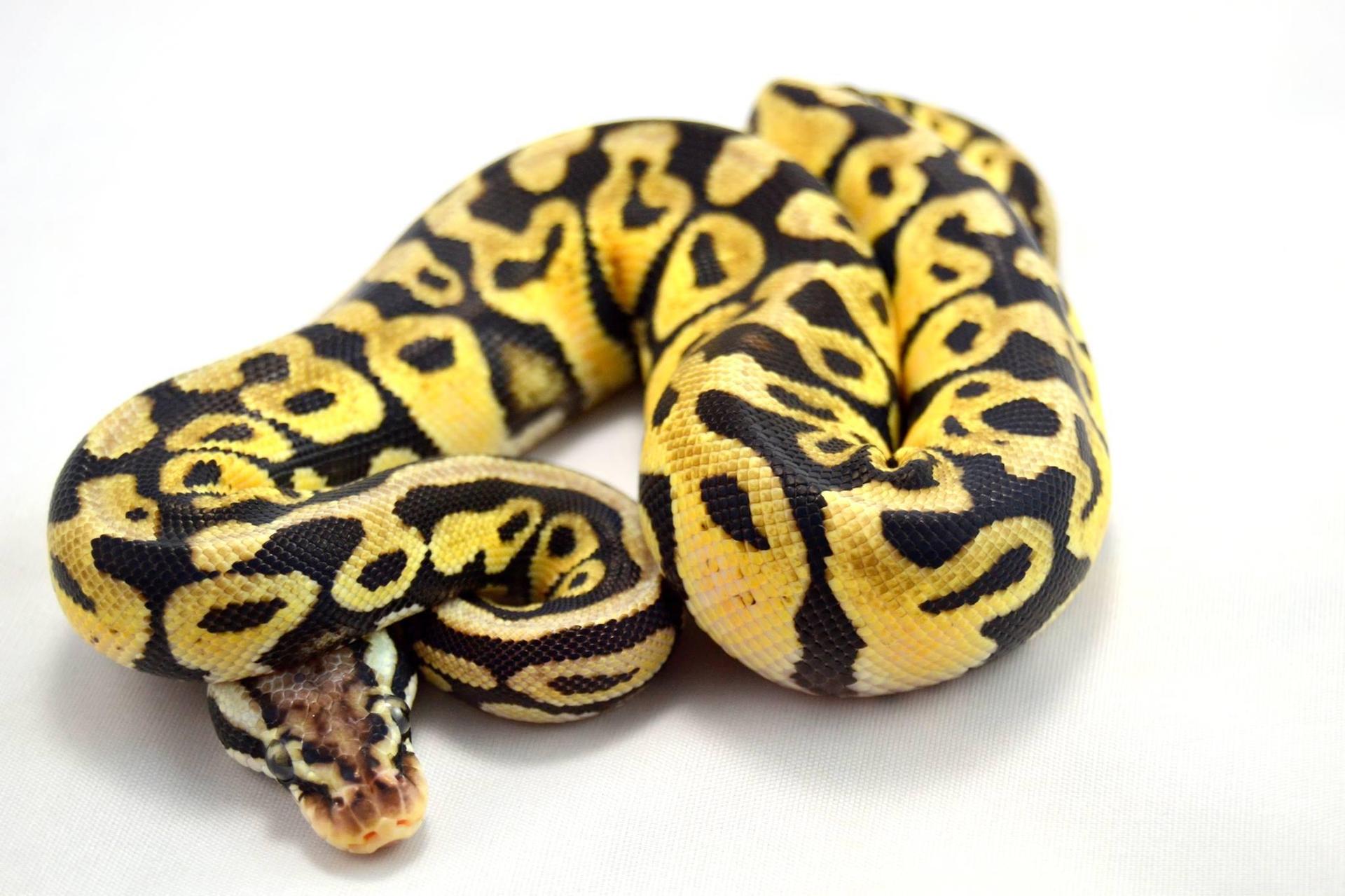 Serpent - HD Wallpaper 