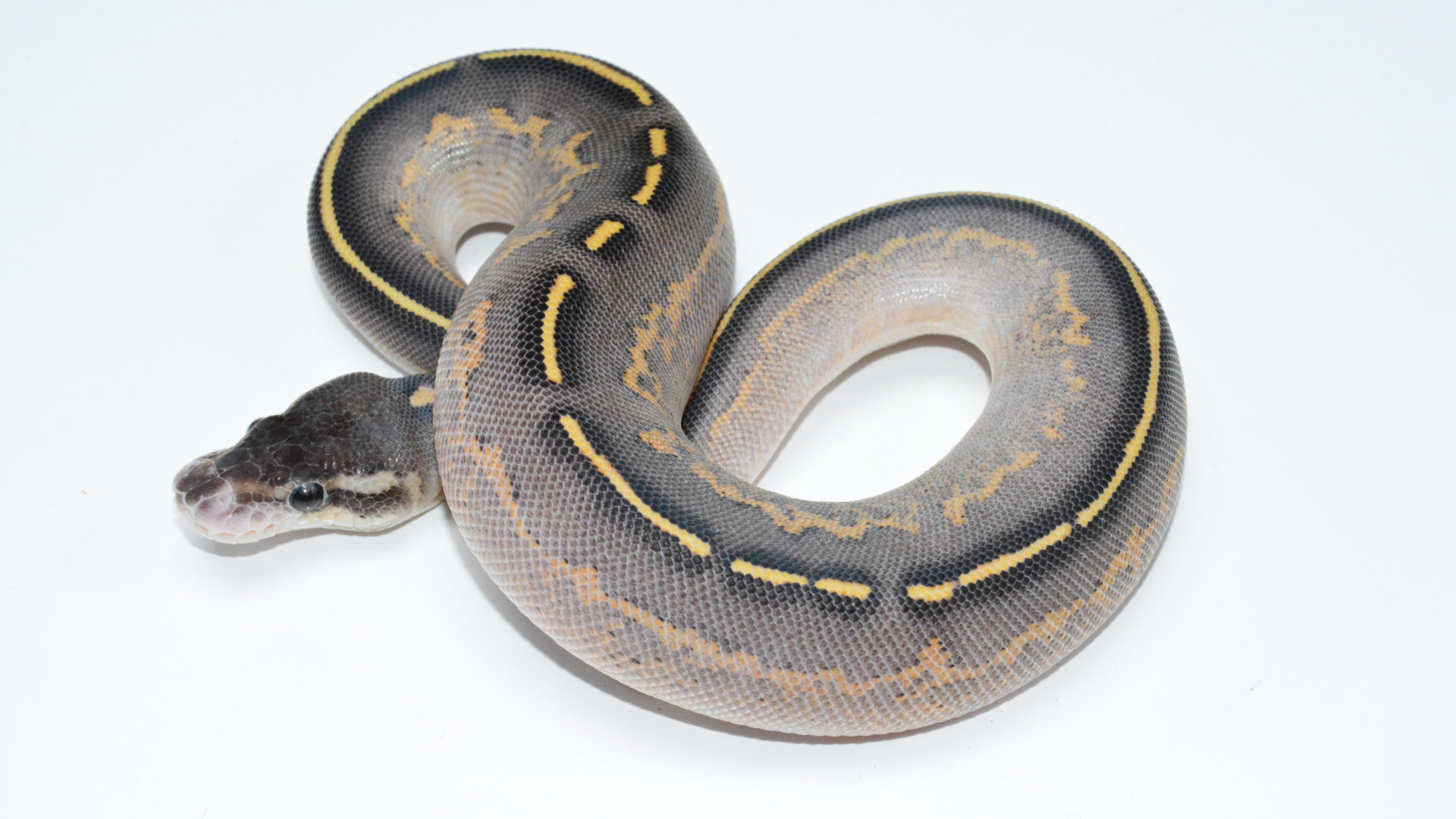 Serpent - HD Wallpaper 