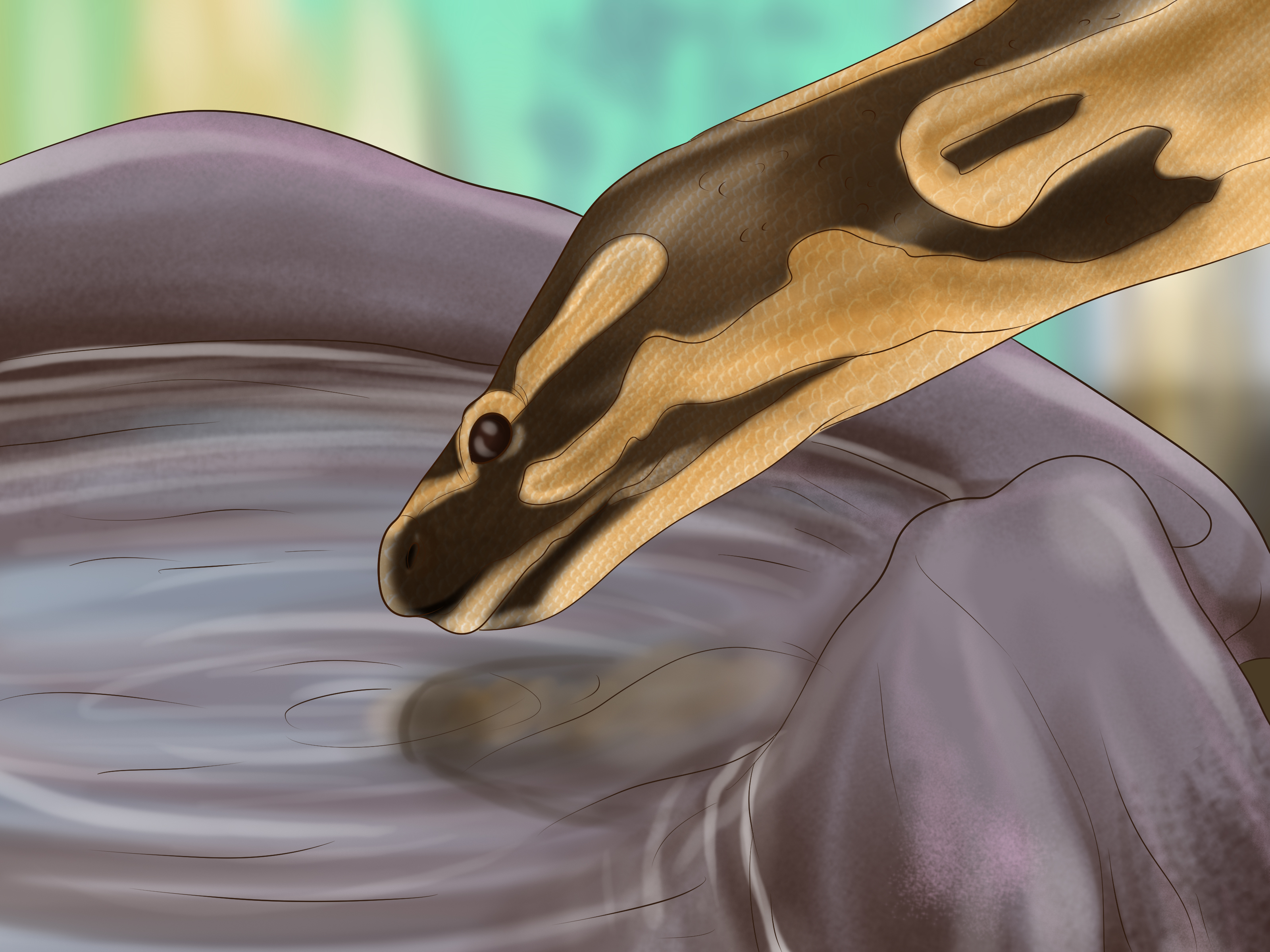 Image Titled Care For Your Ball Python Step - Big Fancy Ball Python - HD Wallpaper 