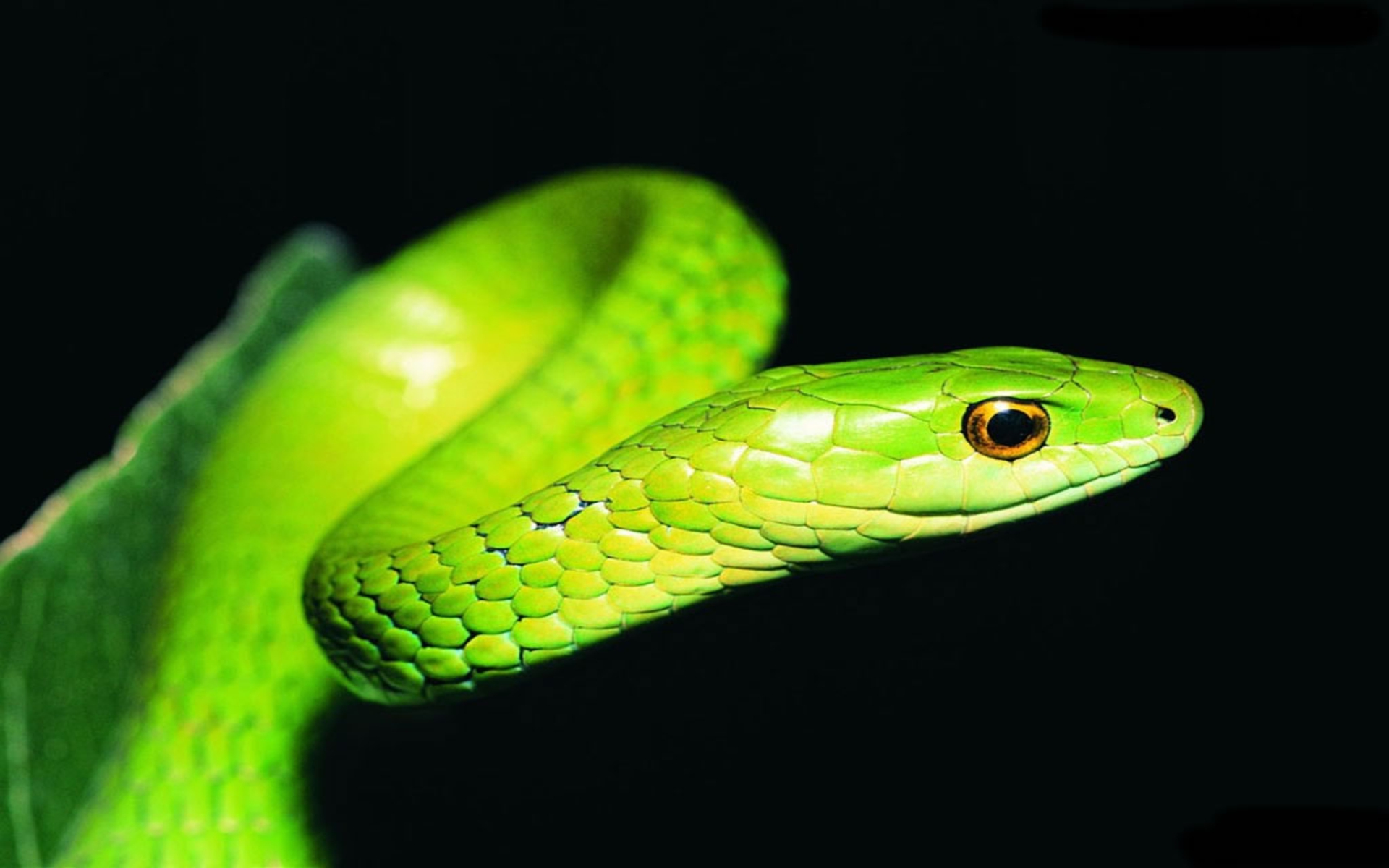 Ball Python Wallpapers - Green Snake Black Background - HD Wallpaper 