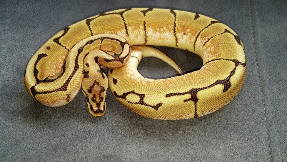 Serpent - HD Wallpaper 