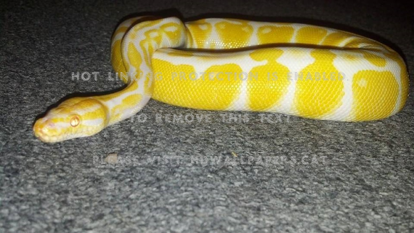 Albino Ball Python Bp Reptile Snake Animals - Serpent - HD Wallpaper 
