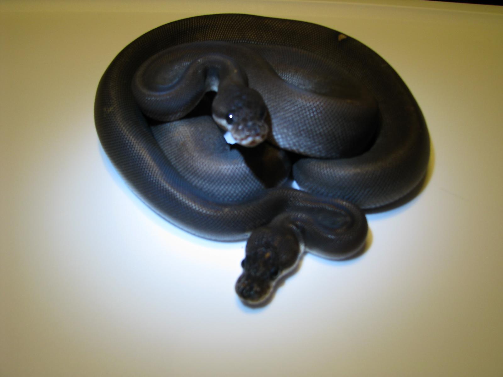 Serpent - HD Wallpaper 